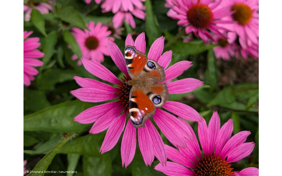 Augenblickmaltouren im Kurpark