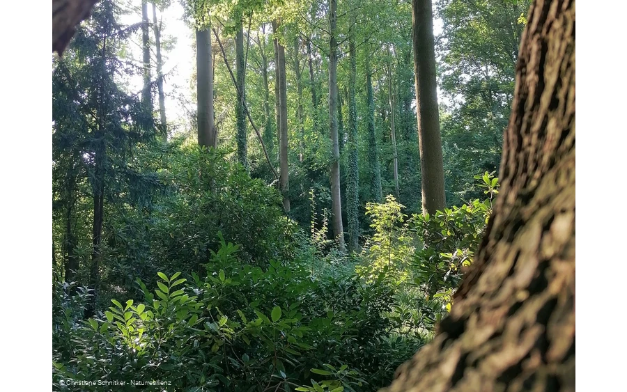 Kleine Atem-Auszeit Waldbaden