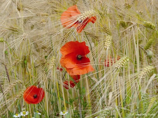 Mohn in der Soester Börde