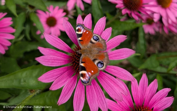 Augenblickmaltouren im Kurpark