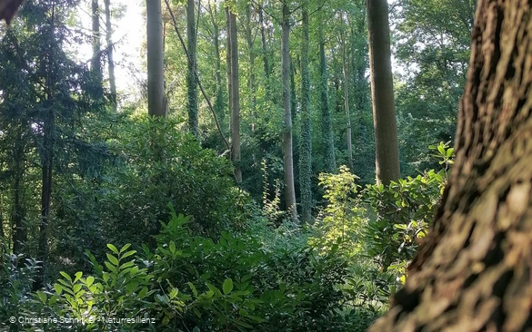 Kleine Atem-Auszeit Waldbaden