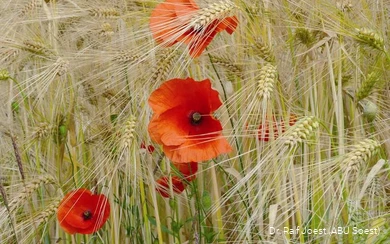 Mohn in der Soester Börde