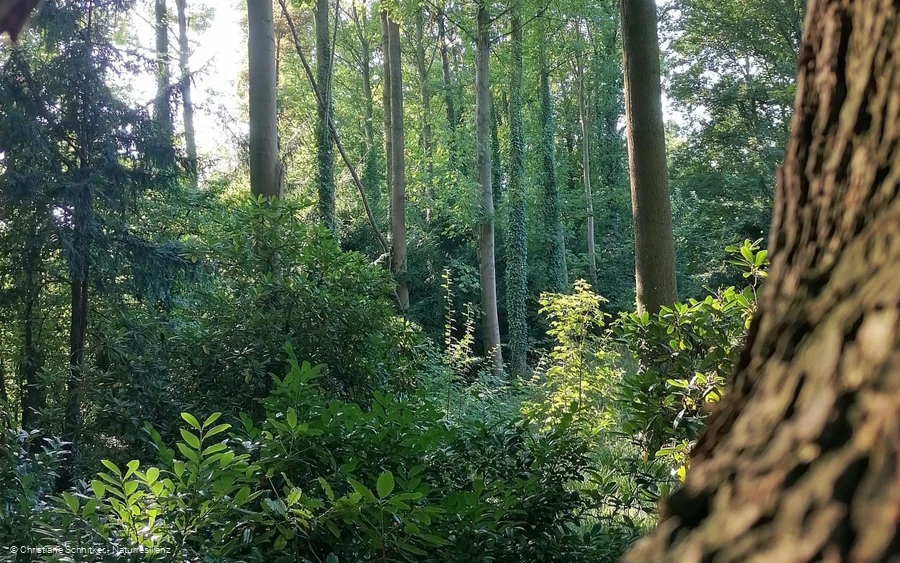 Kleine Atem-Auszeit Waldbaden