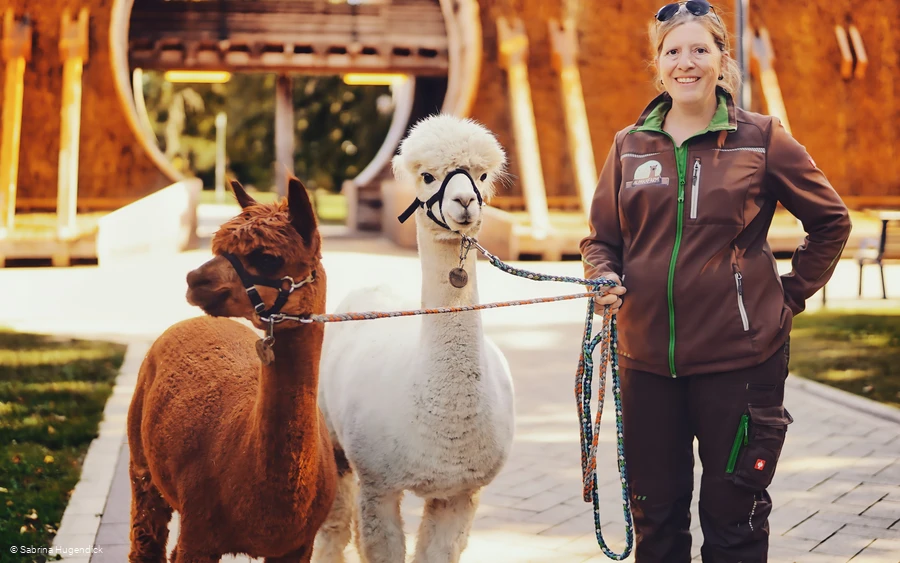 Alpaka-Spaziergang