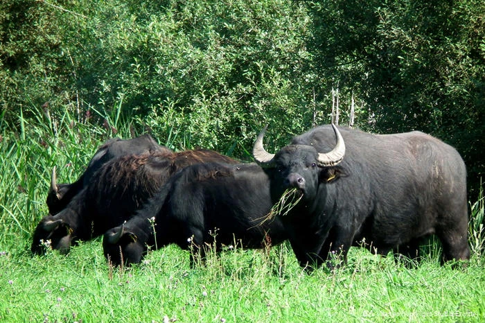 Wasserb&uuml;ffel im Naturschutzgebiet Woeste bei Bettinghausen