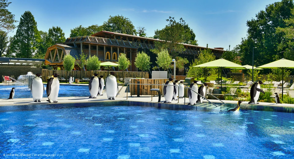 Pinguine in der Börde Therme Bad Sassendorf gibt es nicht wirklich, dies ist eine Collage, um zu zeigen, was für ein cooler Ort die Börde Therme Bad Sassendorf ist.