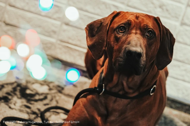 Hundeweihnachtsmarkt im Tagungs- und Kongresszentrum Bad Sassendorf