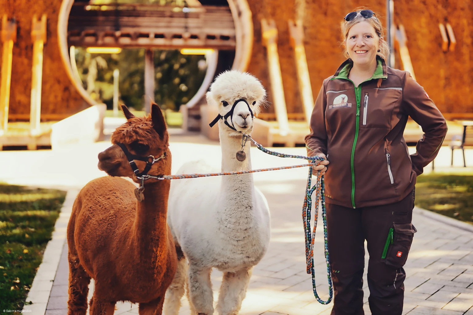 Alpaka-Spaziergang