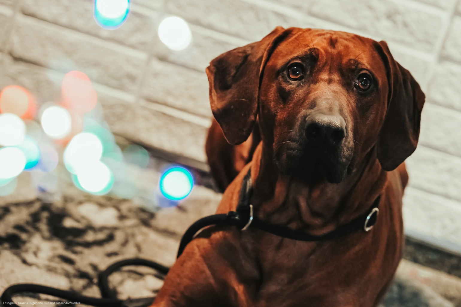 Hundeweihnachtsmarkt im Tagungs- und Kongresszentrum Bad Sassendorf Hundeweihnachtsmarkt im Tagungs- und Kongresszentrum Bad Sassendorf